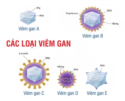 Xét nghiệm sàng lọc & tầm soát viêm gan virus A - B - C - D - E
